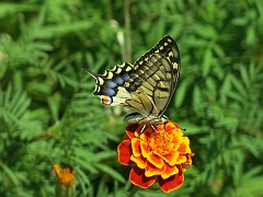 PRCANJ - Papillon (4)